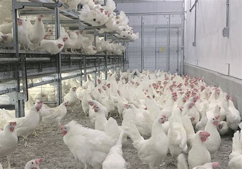 Chickens Egg Production Seen At ‘beak Level The Western Producer