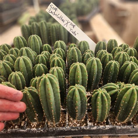 San Pedro Cactus For Sale Trichocereus Ec115 Exact Trichocereus