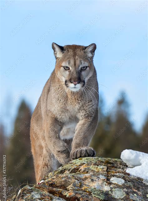 Cougar Puma Concolor