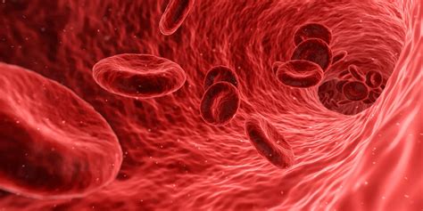 O Que Acontece Com O Sangue Quando A Pessoa Morre - O que acontece com seu sangue quando você fica estressado - Nexo Jornal