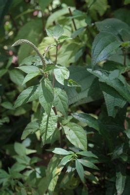 Achyranthes Aspera Var Aspera Plants Of The World Online Kew Science