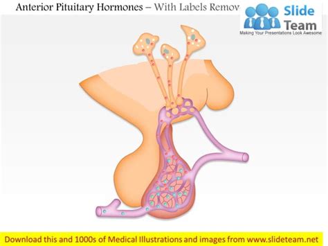 Anterior pituitary hormones medical images for power point | PPT