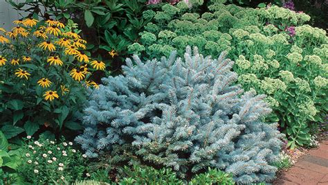 Conifers For Shade Fine Gardening