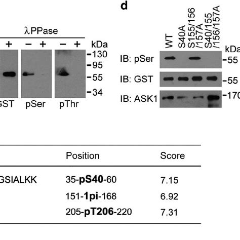 Ask Phosphorylates Eb At S T And T A Kinase Assays Were