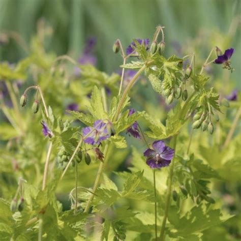 Geranium Phaeum Golden Spring