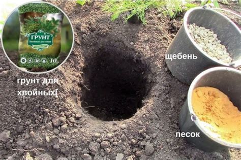 Можжевельник обыкновенный. Фото, описание, отзывы
