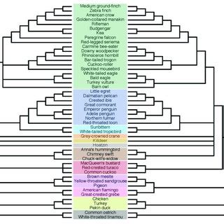 Collapsed polytomy trees estimated by the hard polytomy test of... | Download Scientific Diagram