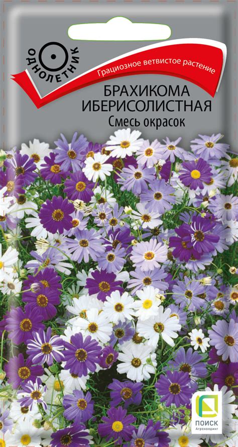 Цветник из однолетников при помощи готовых решений — Ботаничка