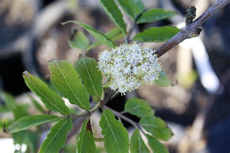 Scarlet Elder Flw Ontario Native Plant Nursery Container Grown