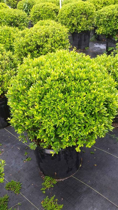 Ilex Vomitoria Stokes Dwarf Yaupon Holly Ilex Schillings Plantvine