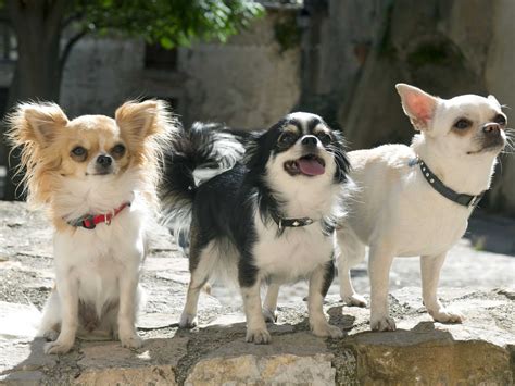 How Long Do Chihuahua Terriers Live : As furry companions go, that’s quite a long while to spend