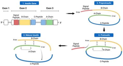 Cells Free Full Text A Review Of The Biosynthesis And Structural