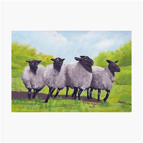 Oregon Sheep Oil Painting By Barbara Anne Applegate Photographic