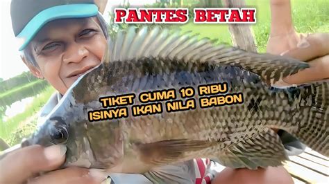 Pantas Saja Pada Betah Mancing Disini Tiket Hanya Isinya Ikan