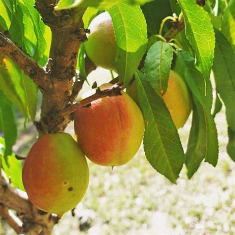 Bonanza Patio Peach Tree Garden Center Point