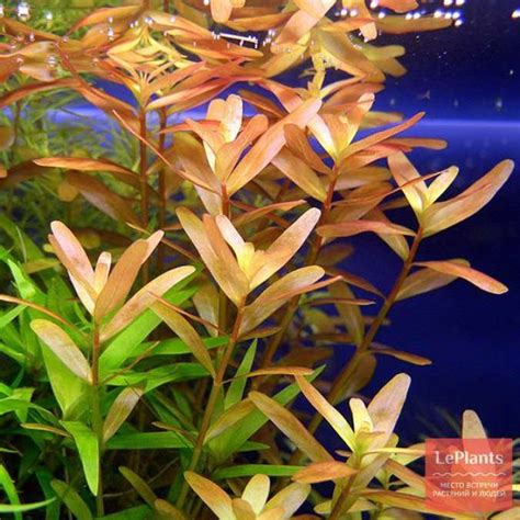 Стебельковые Ротала ротундифолия или Ротала индийская (Rotala ...