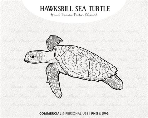 Hawksbill Sea Turtle Drawing Sea Turtle Drawing Swimming, Sea, Turtle,