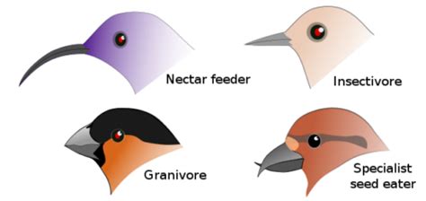 Passerine Anatomy & Physiology Basics - LafeberVet