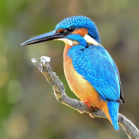 alcedines  kingfisher common kingfisher kingfisher art colorful birds