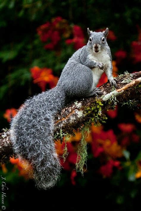 Pin By Kimberly Haller On Phones Picts Squirrel Pictures Cute