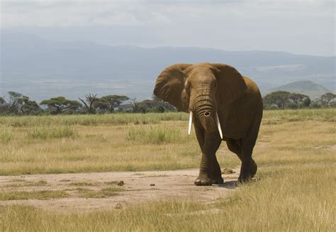 File:Loxodonta africana -Amboseli National Park, Kenya-8.jpg ...