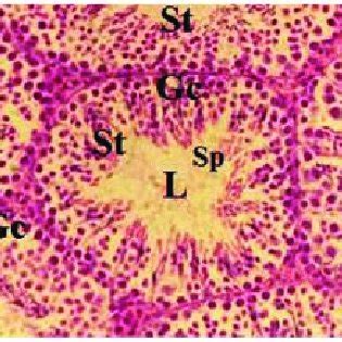 Histological Sections Of Testes In Male Mice Of The Control Group