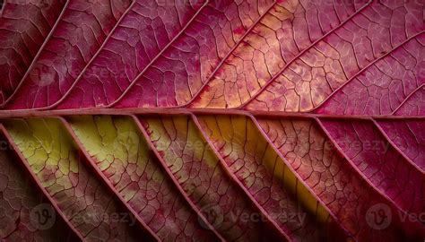 abstract leaf pattern stock  images  backgrounds