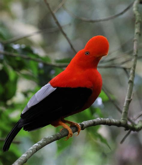 Colombia - Birds & History - Naturetrek