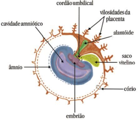 Anexo Embrionario - Anexos Embrionários: entenda quais são e suas funções - Toda Matéria