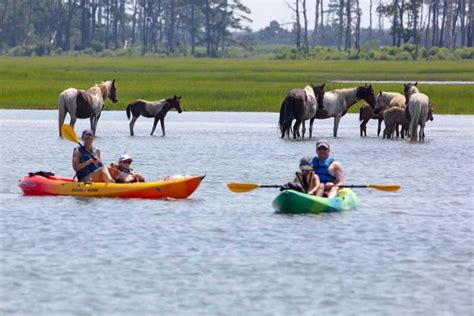 Desde Chincoteague Excursión guiada en kayak a la isla Assateague