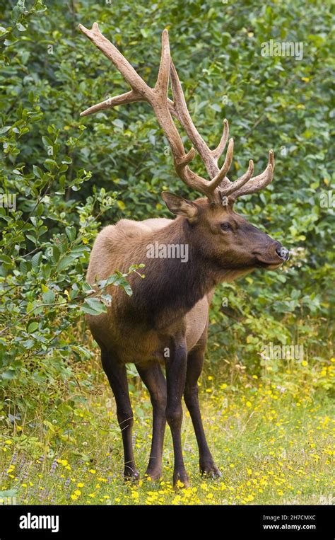 Roosevelt elk, Olympic elk (Cervus roosevelti, Cervus canadensis ...