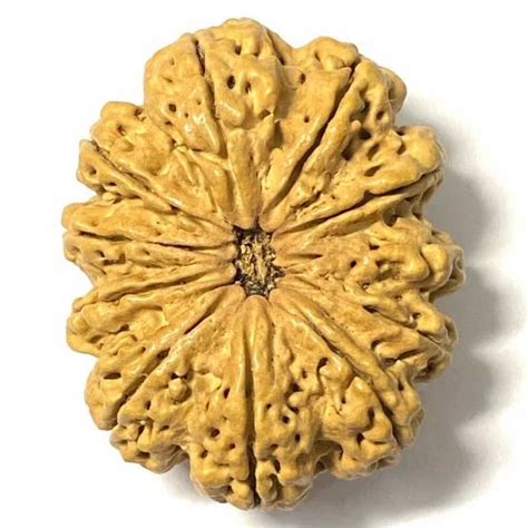 Natural 11 Mukhi Nepali Rudraksha Packaging Type Blister Size