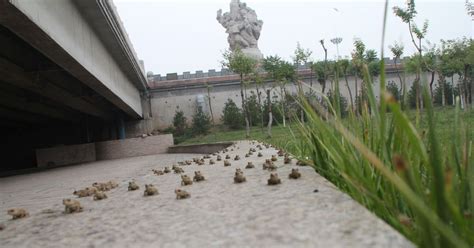 'Biblical' Plague of Frogs, Toads and Tadpoles in Honduras