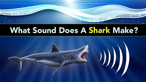 What sound does a shark make – sharksinfo.com