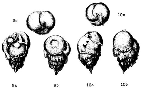 Bulimina Midwayensis Unknown None Eocene Paleogene Foraminifera