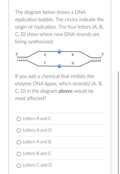 Solved The diagram below shows a DNA replication bubble. The | Chegg.com 