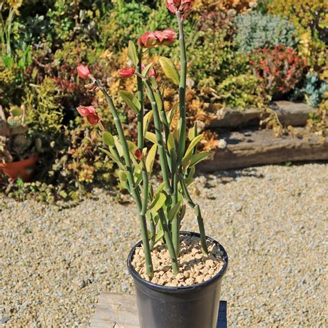 Shop ‘Pedilanthus bracteatus - Tall Slipper Plant’ Care and Growing