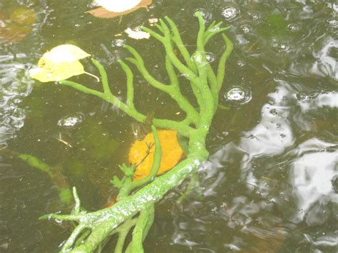 Ephydatia fluviatilis (Linnaeus, 1759)