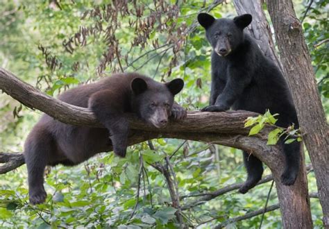 Top 4 Places To See Bears In The Smoky Mountains Gatlinburg Cabins