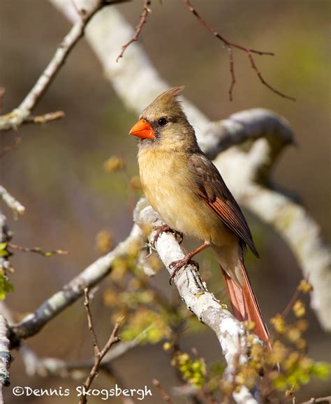 1340 Female Northern Cardinal - Dennis Skogsbergh PhotographyDennis ...