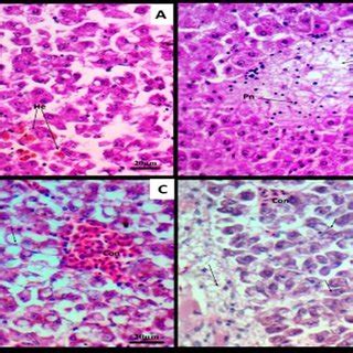 Photomicrograph Of Fish Normal Liver Showing The General Structure A