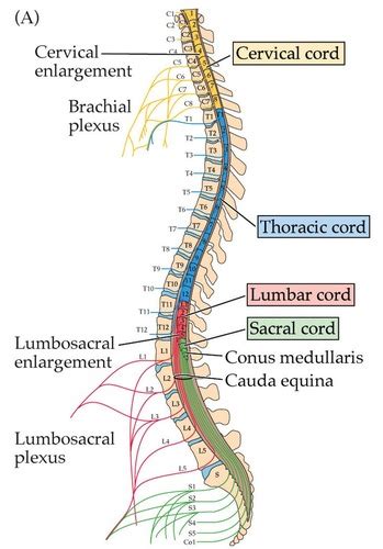 Intro To Nervous System Flashcards Quizlet