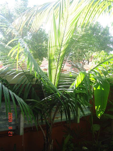 Plantfiles Pictures Ravenea Species Dwarf Majesty Palm Ravenea