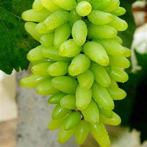 Finger Grape Seeds Price €225