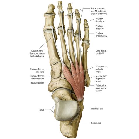 Extensor Hallucis Brevis Pain