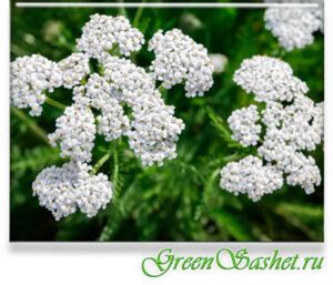 Тысячелистник эфирное масло - Achillea millefolium L.