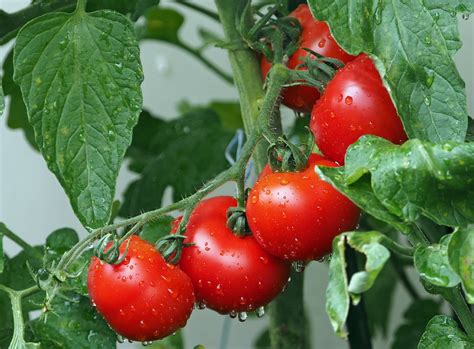 Como Plantar Tomates Sembrar Y Cultivar En Casa Huerto O En Macetas