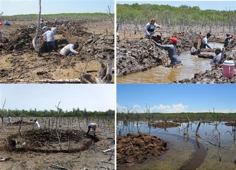 Restauración de manglares una medida de adaptación al cambio climático