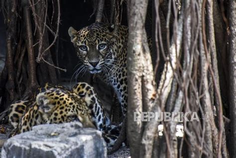 Macan Tutul Sang Pengawal Hutan Di Pulau Jawa Republika Online