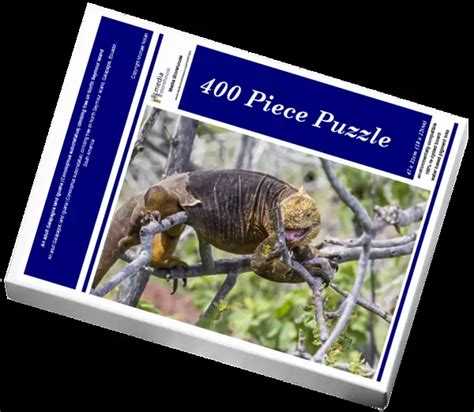 Jigsaw Puzzle Of An Adult Galapagos Land Iguana Conolophus